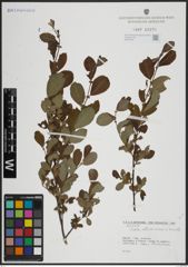 Foto von Salix atrocinerea Brot. x Salix aurita L.
